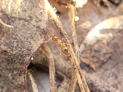 Nylanderia
