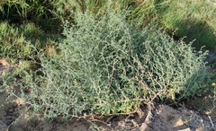Salsola tragus