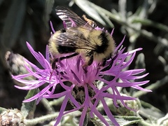 Bombus vancouverensis