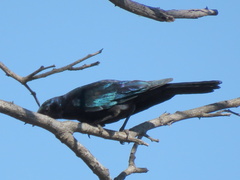 Lamprotornis australis