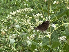 Erynnis