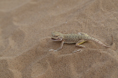 Phrynocephalus mystaceus