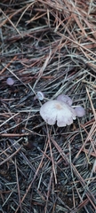 Inocybe lilacina