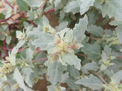 Atriplex