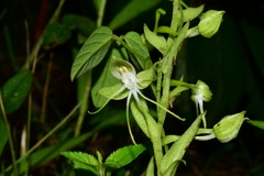 Habenaria crassicornis