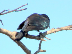 Lamprotornis australis