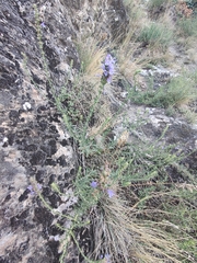 Hyssopus officinalis