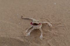 Phrynocephalus mystaceus