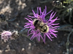 Bombus vancouverensis