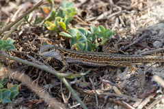 Podarcis siculus