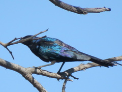 Lamprotornis australis