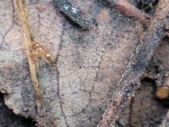 Nylanderia