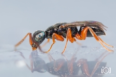 Adelphe anisomorphae
