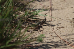 Aspidoscelis sexlineatus