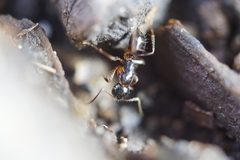 Camponotus nipponensis