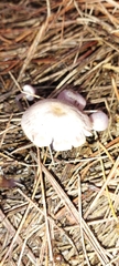 Inocybe lilacina