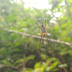 Leucauge
