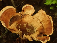 Hydnellum aurantiacum
