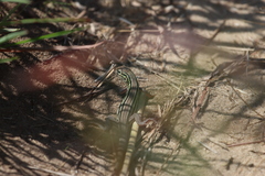 Aspidoscelis sexlineatus