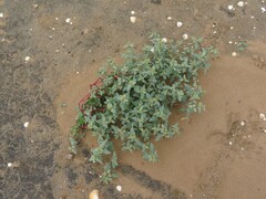 Atriplex