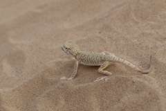 Phrynocephalus mystaceus