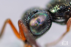 Adelphe anisomorphae