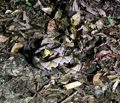 Deinagkistrodon acutus