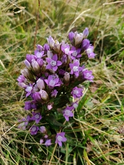 Gentianella germanica