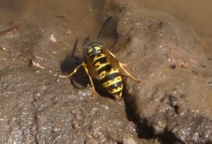 Vespula atropilosa