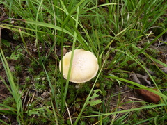 Amanita wellsii