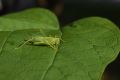 Meconema thalassinum