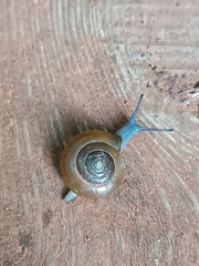 Oxychilus draparnaudi