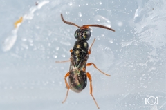 Adelphe anisomorphae