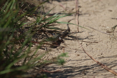 Aspidoscelis sexlineatus