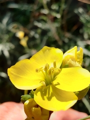 Diplotaxis tenuifolia
