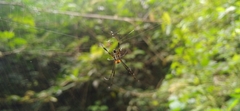 Leucauge