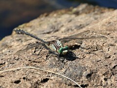 Dromogomphus spinosus