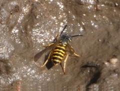 Vespula alascensis
