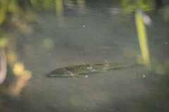 Catostomus commersonii