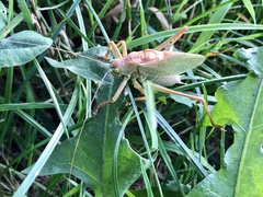 Tettigonia cantans