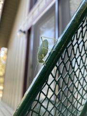 Platylyra californica