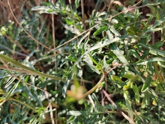 Diplotaxis tenuifolia