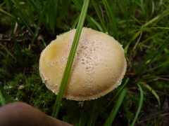 Amanita wellsii