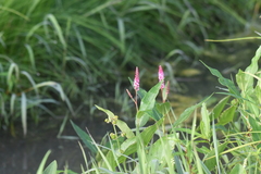 Persicaria amphibia