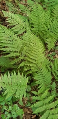 Athyriaceae