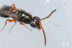 Adelphe anisomorphae