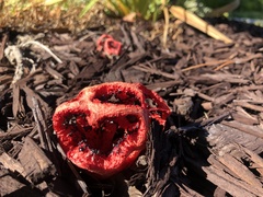 Clathrus ruber