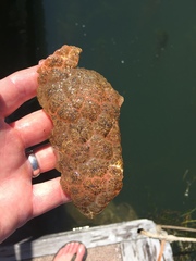 Pectinatella magnifica