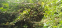 Leucauge