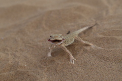 Phrynocephalus mystaceus